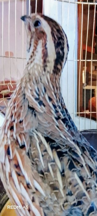 Italiya sayroqi bedonalari sotiladi qona toza italiya