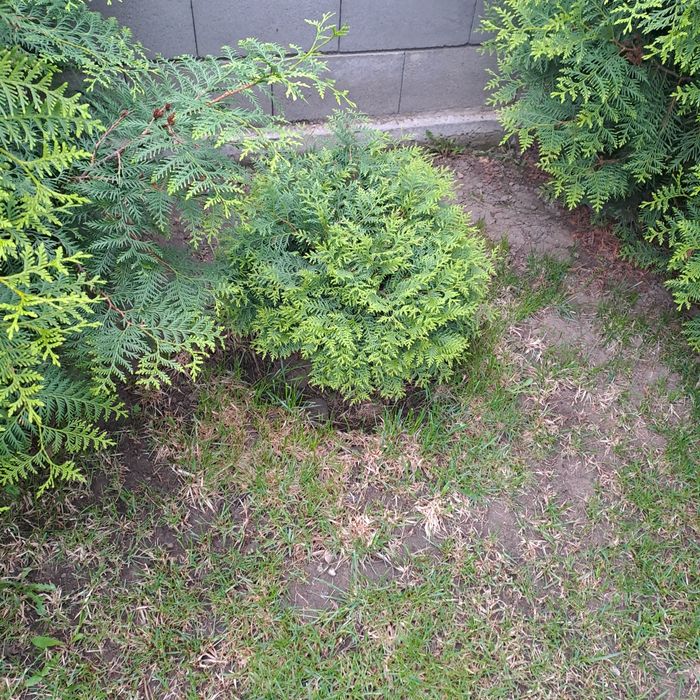 Тут  шаровидная 50 см.