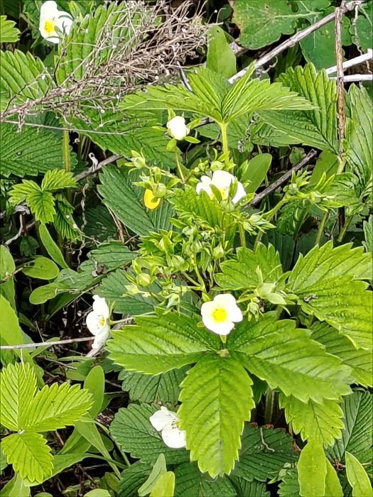 Продам дачу в 1 общ. 400000т. полив отличный