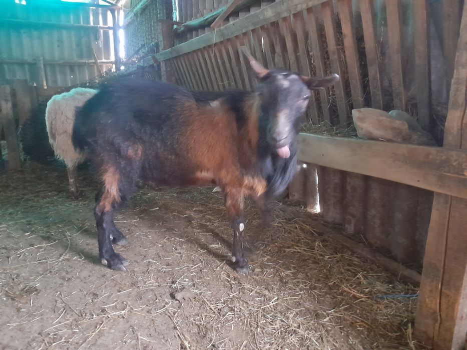 Vând țap alpin francez