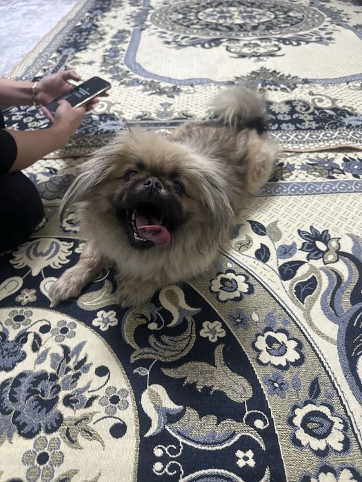 Потерялась собака