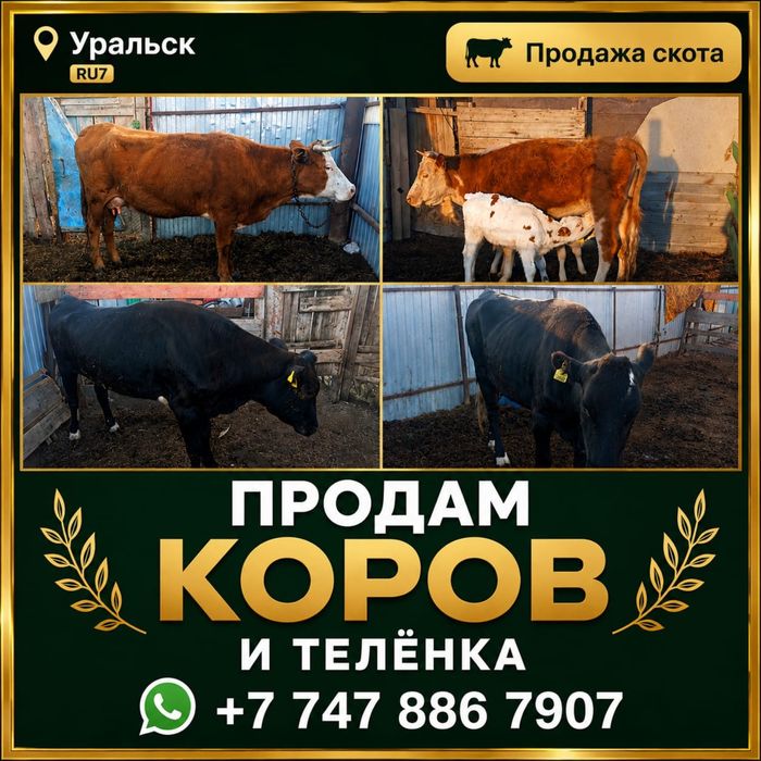 Продам коров и теленка