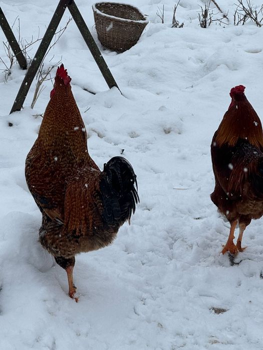 Vand cocosi de curte