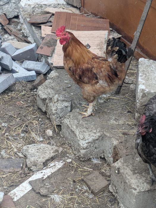 De vanzare porumbei si  cocosi
