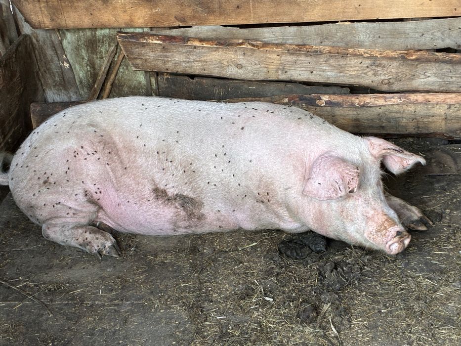 Продам свинину мясом или живьем