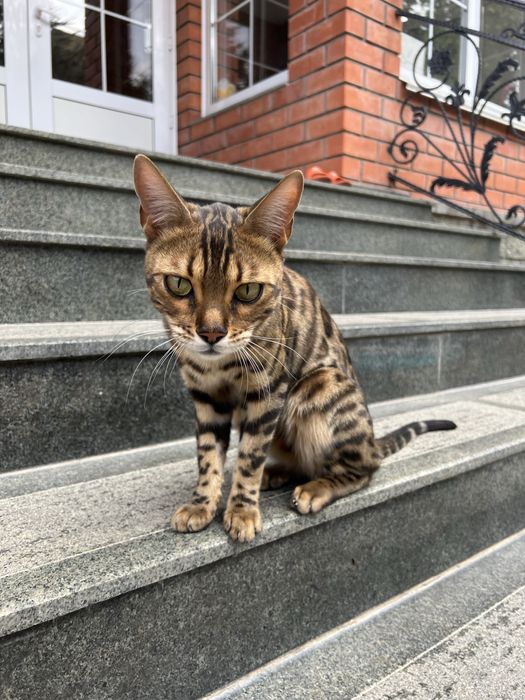 Потерялся Кот бенгал в районе санатории Казахстан