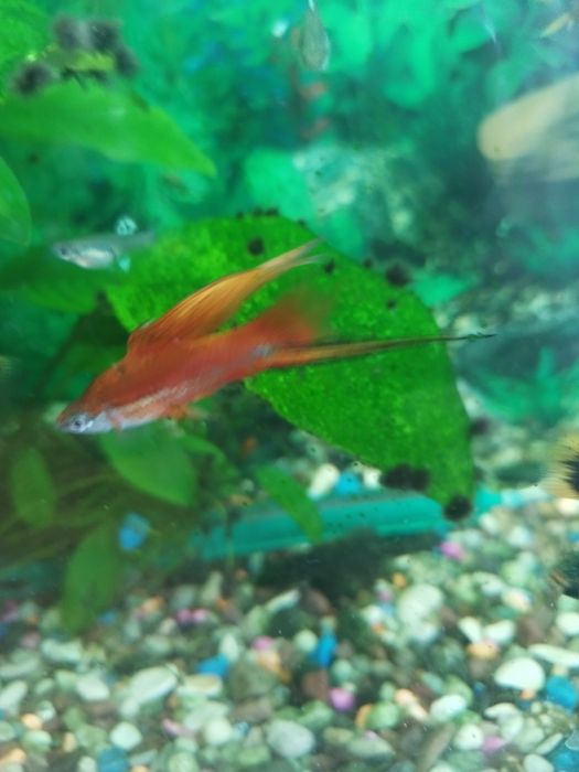 Самец меченосец флаговый