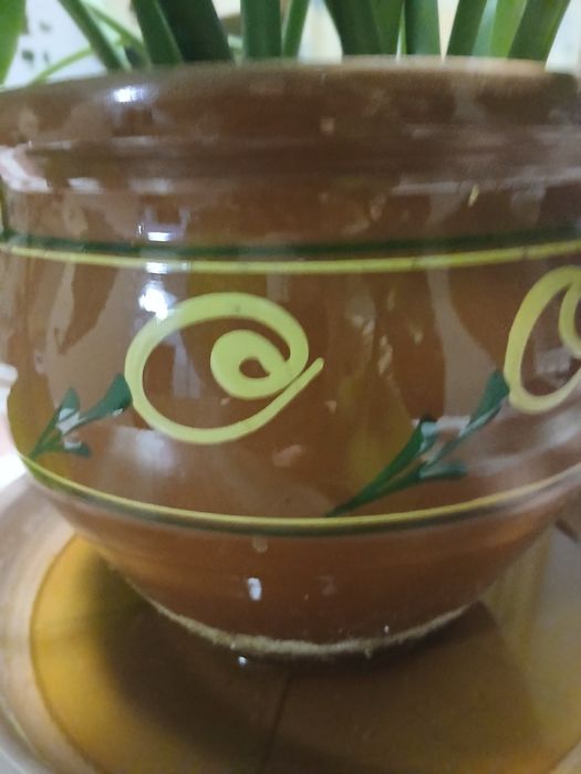 Амазонская лилия