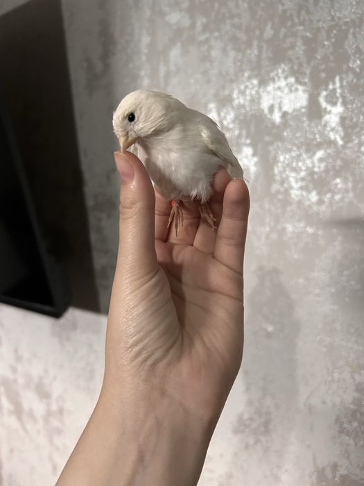 Канарейки кенар