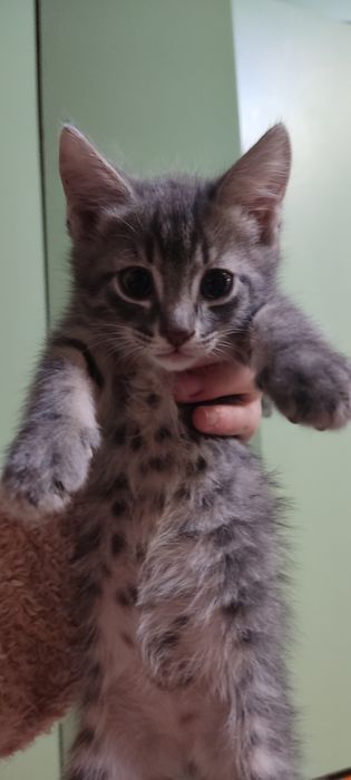 Котята в хорошие руки
