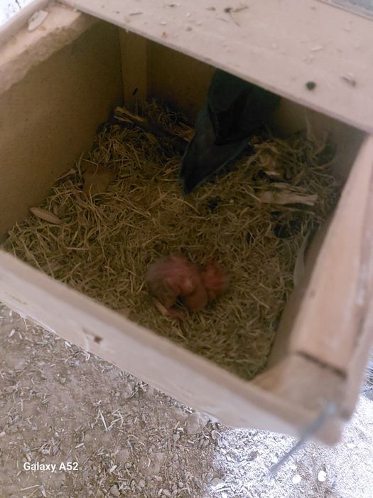 Ko'k maska bolari ruchnoyga sotiladi