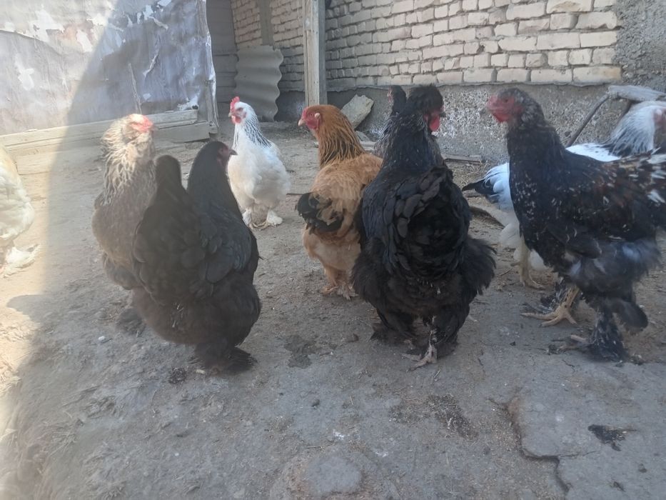 Гиганд брама тухуми