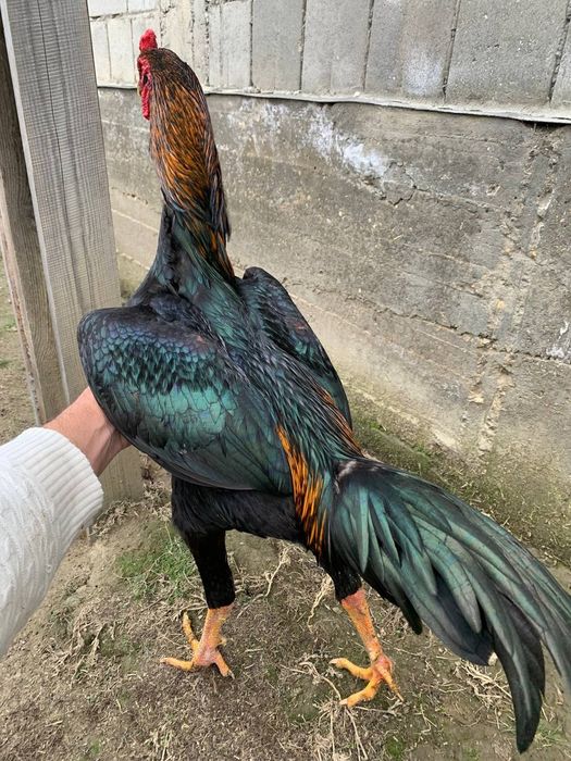 Дакан шоже сатылады