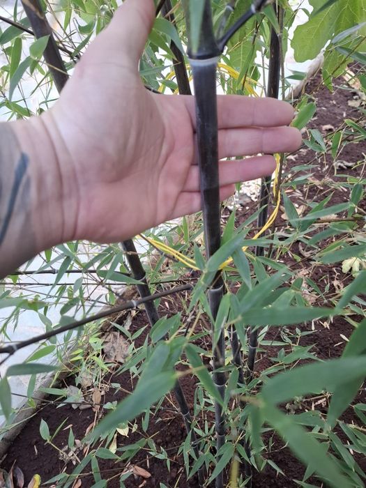 Черен  бамбук растения над 2м