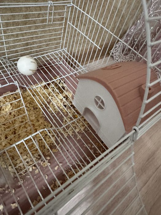 Продам сирийского хомячка