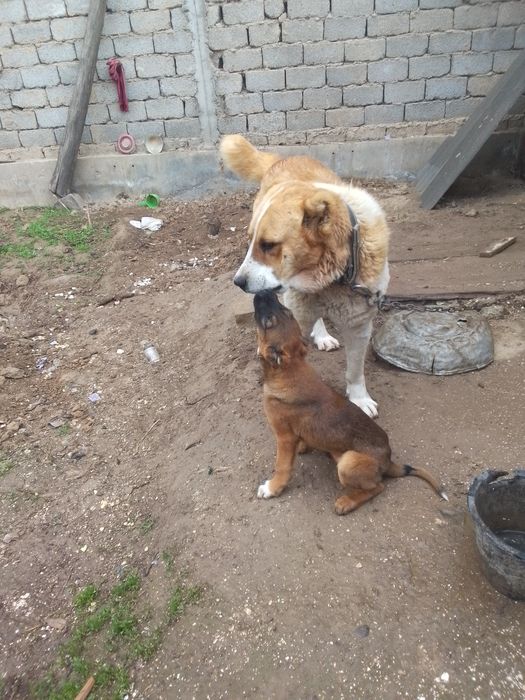 Qozoqi alabay  va xatika sotiladi.