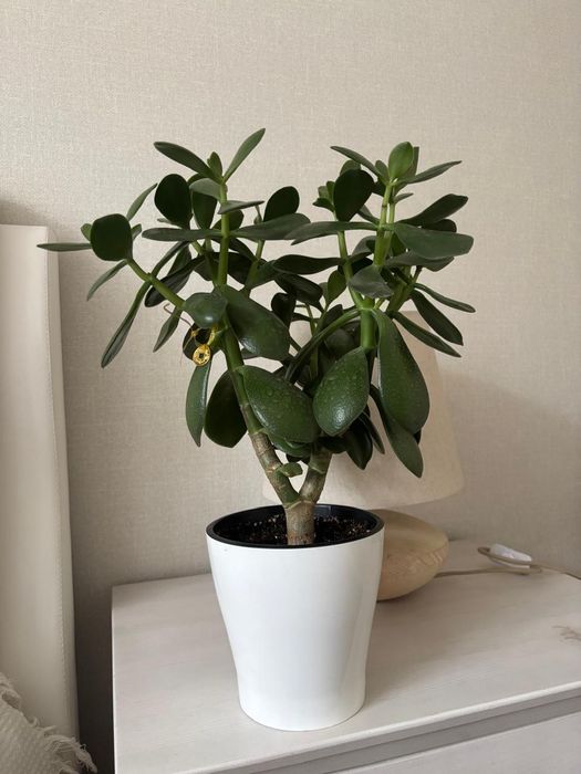 Денежное дерево домашнее растение