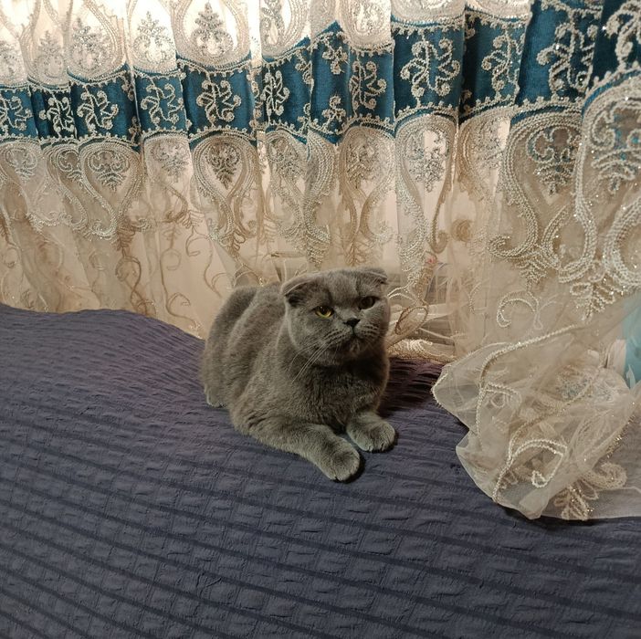 Skotish fold toza zot