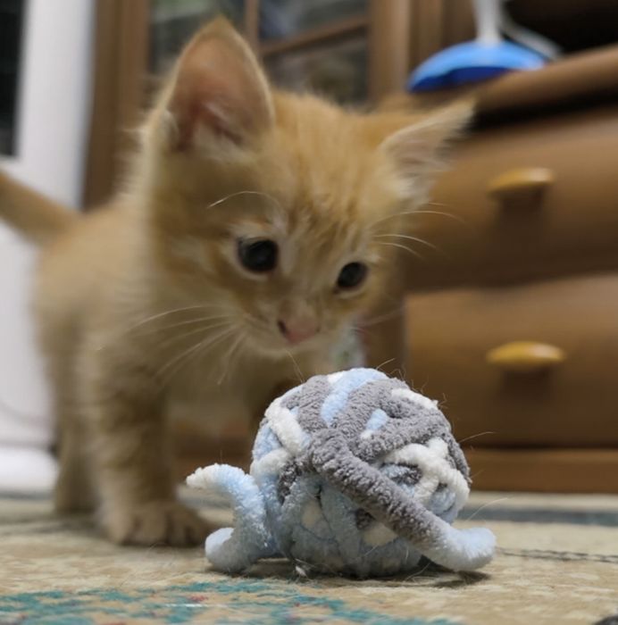 Отдам котят в добрые руки