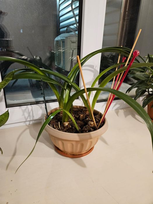 Продаю комнатные цветы