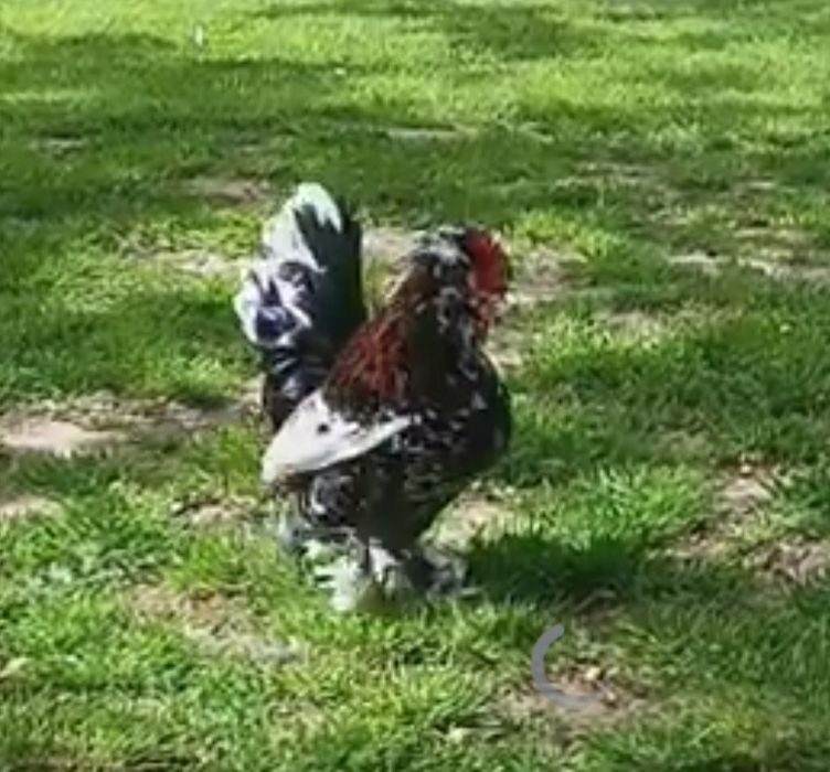 Struma bantam ( găini pitice )
