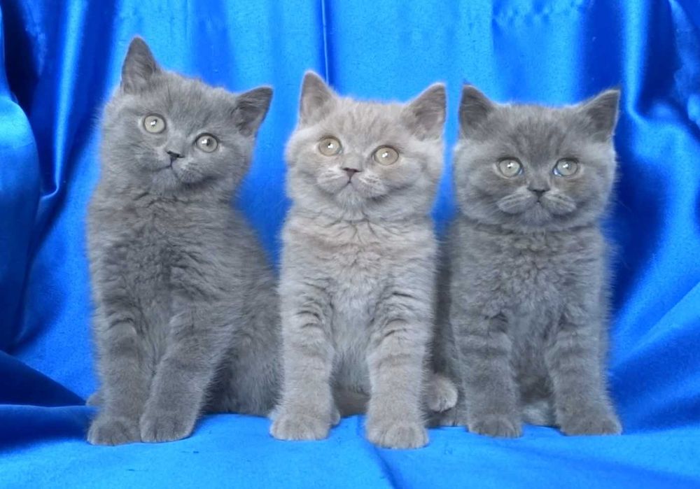 Чистокръвни Британски късокосмести котета