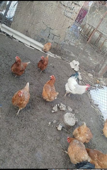 Продам или обменяю