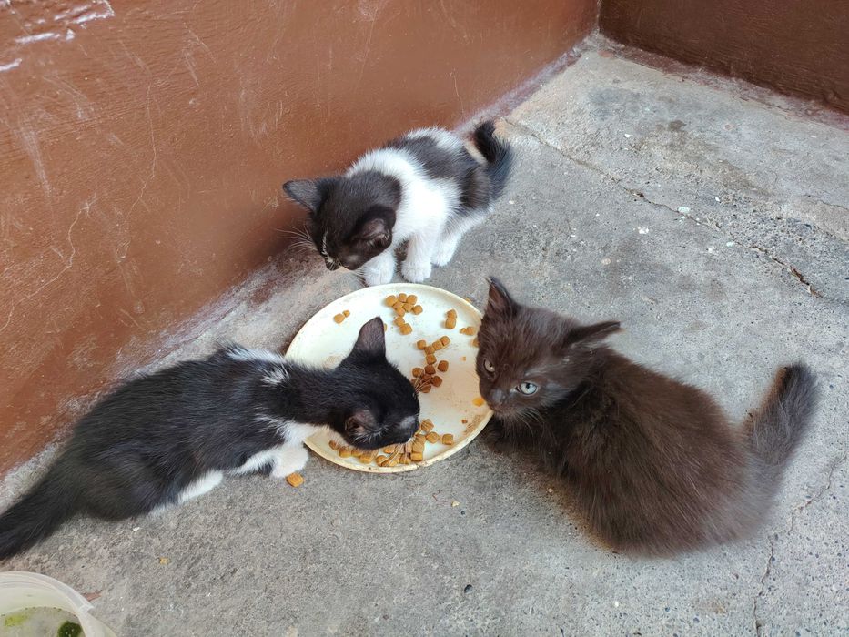 Котята в добрые руки