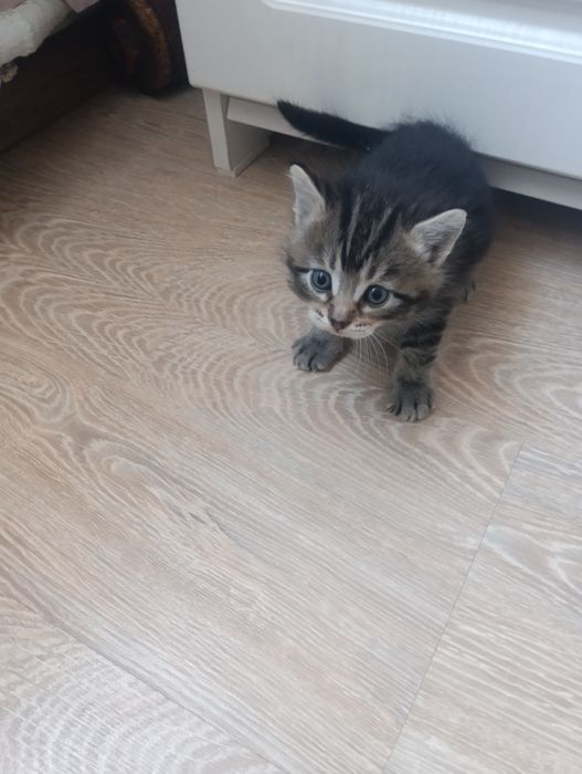 Продам месячного котенка