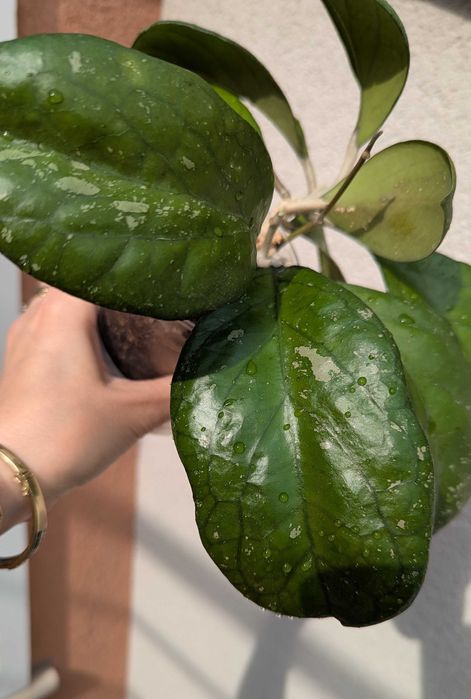 Hoya priktai( Russia)