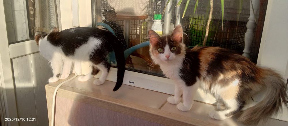 Отдам котят бесплатно.