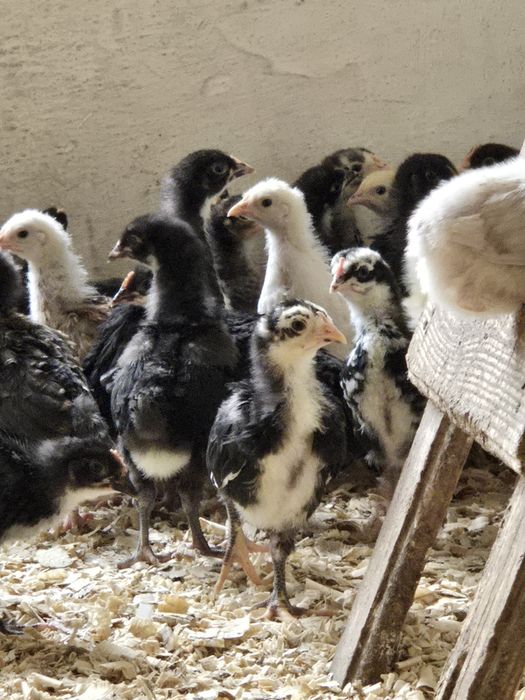 Продам домашних цыплят