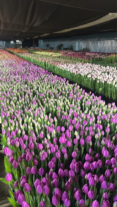 Тюльпаны опт розница