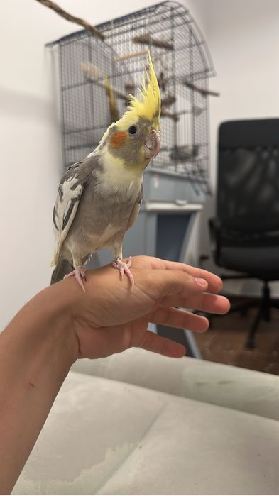 Papagal nimfa cu cusca