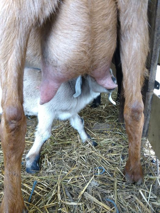 Metiș de anglonubiană cu alpin franceză