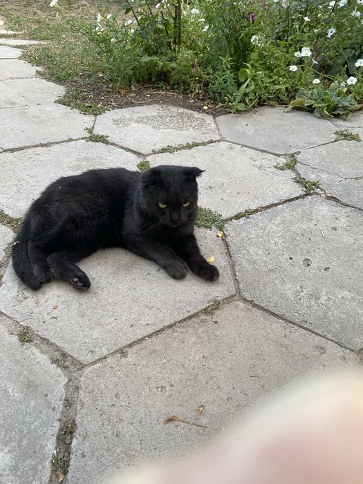 Отдам кота в добрые руки