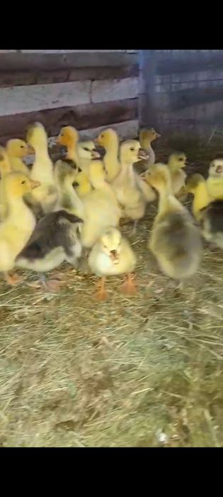 Ouă de bibilică pentru incubat și mâncare și boboci de gâscă de o săptămână de vândut