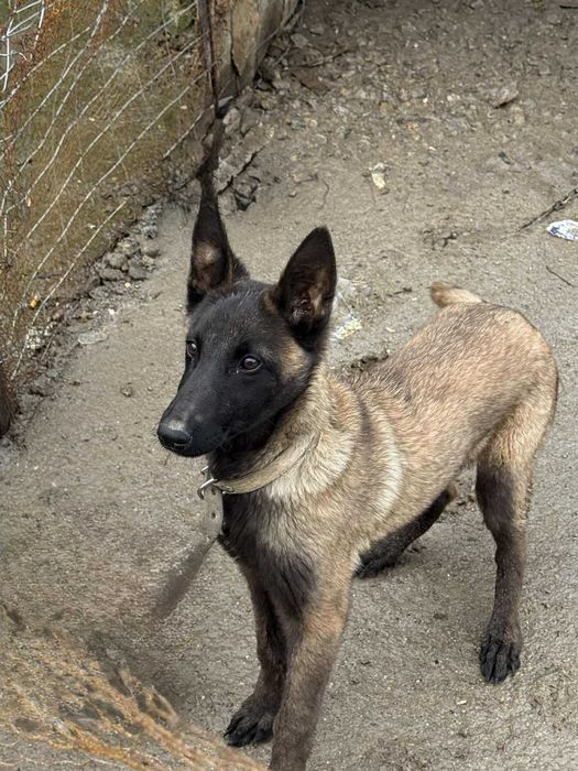 Белгийска овчарка