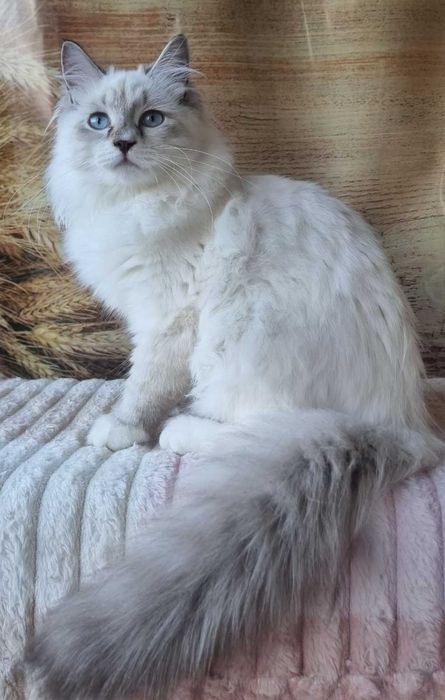 Сибирска-невска маскардна