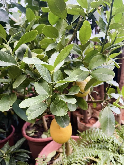 Лимон - лайм в продаже