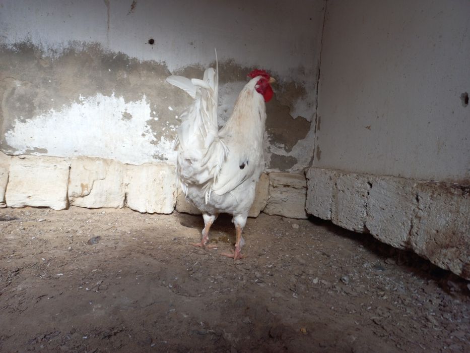 Атеш сатылады!!!