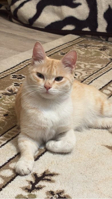 Рыжый домашний кот