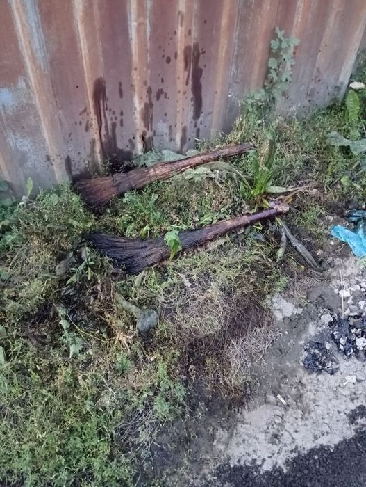 Веник черноватый