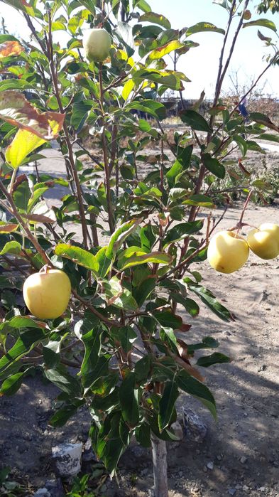 продам дачу, первая береговая линия