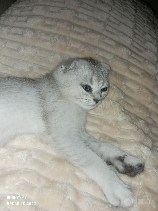 Кошка Шиншилла сотилади