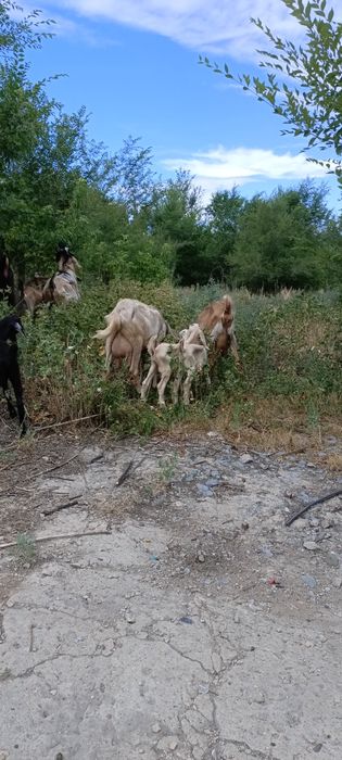 Козы и козлята молочного напровления