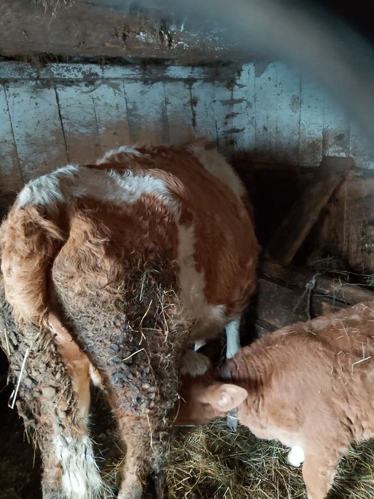 Se vând 2 vaci   tinere si cuminti