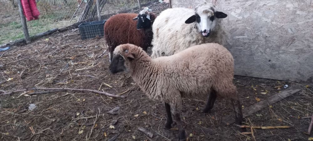 Vând 3 mieluțe de anul ăsta!