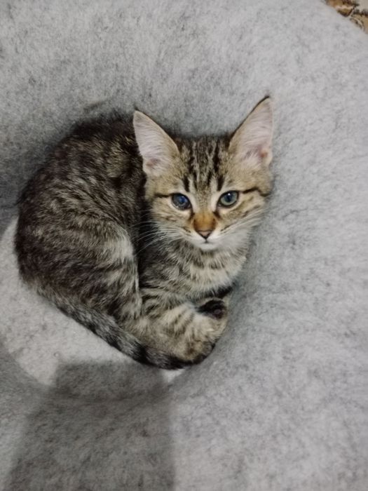 Отдам котят в добрые руки.