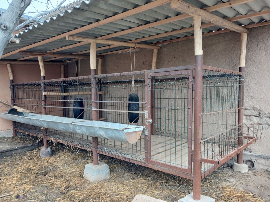 Куйлар учун тайор кура сотилади нархи 7 миллийон